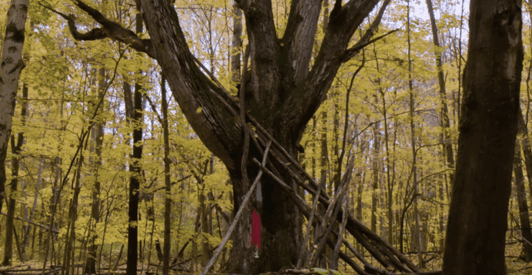 Picture of the woods